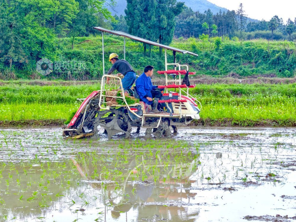 江西分宜：机插早稻秧苗 “绿”动田野（图）