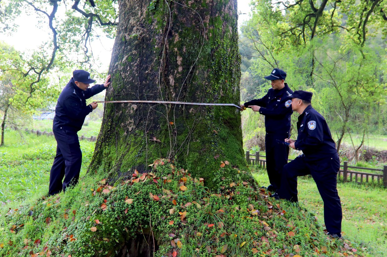 连日巡查、细致管护，分宜森林公安为古树名木“护航”