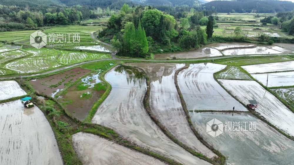江西分宜：机插早稻秧苗 “绿”动田野（图）