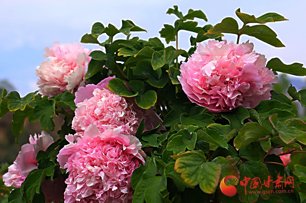 春风吹绽牡丹蕊，暗香浮动醉游人。