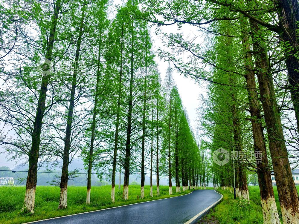 江西分宜：生态公路绘就春日乡野画卷（图）