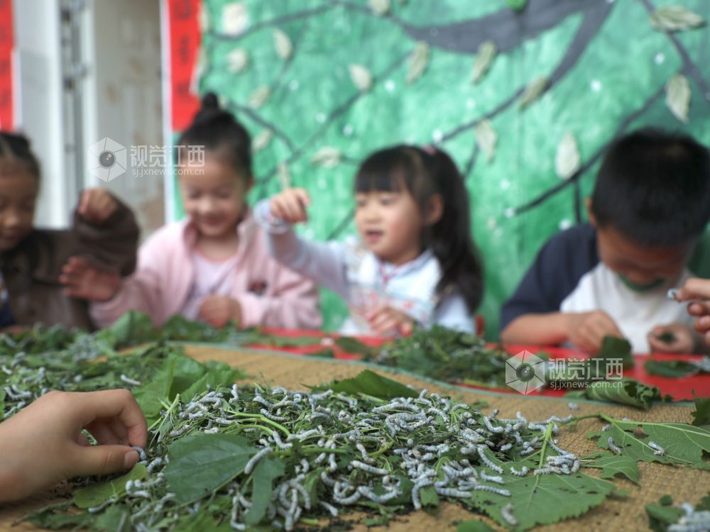 江西分宜：萌娃学养蚕 课堂乐趣多（图）