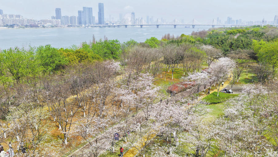 市民在赣江之滨踏春赏花,享受惬意时光。影视部 图