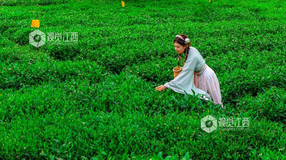 2026年4月11日在江西省吉安市遂川县汤湖镇万亩茶园拍摄的画面。