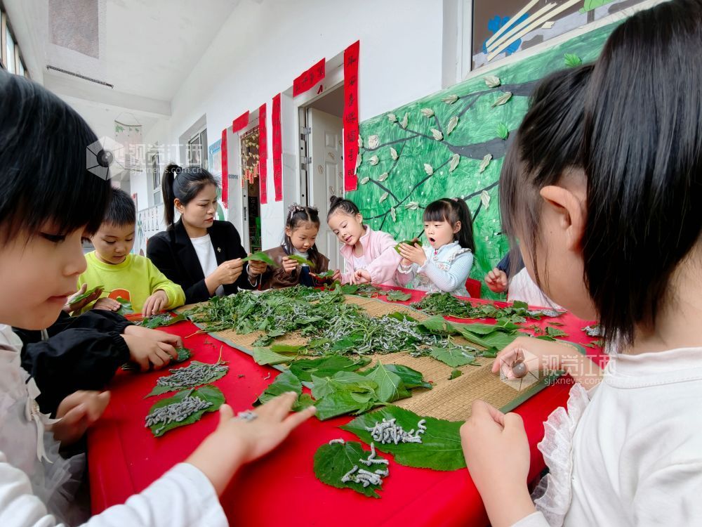 江西分宜：萌娃学养蚕 课堂乐趣多（图）
