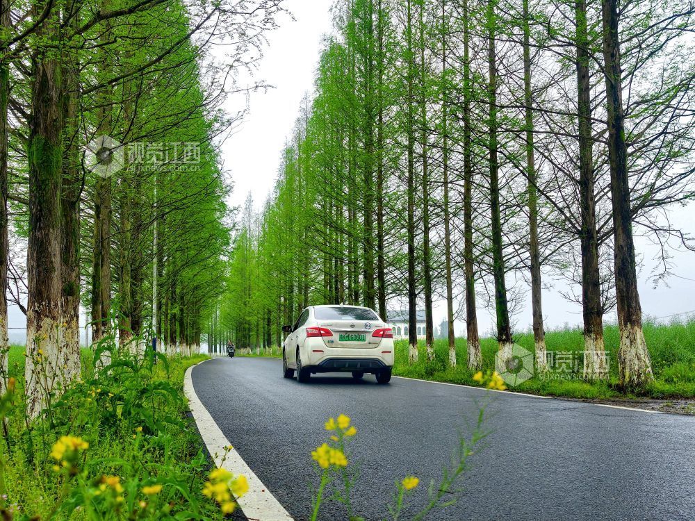 江西分宜：生态公路绘就春日乡野画卷（图）