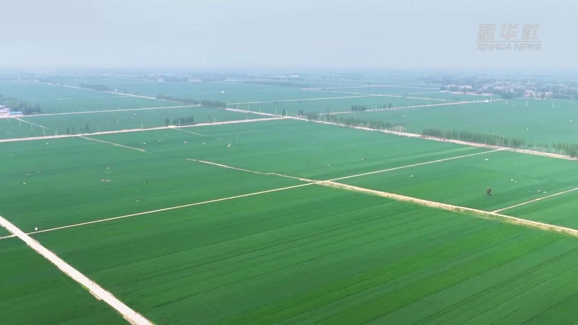 山东茌平：科技赋能盐碱地变“丰粮田”