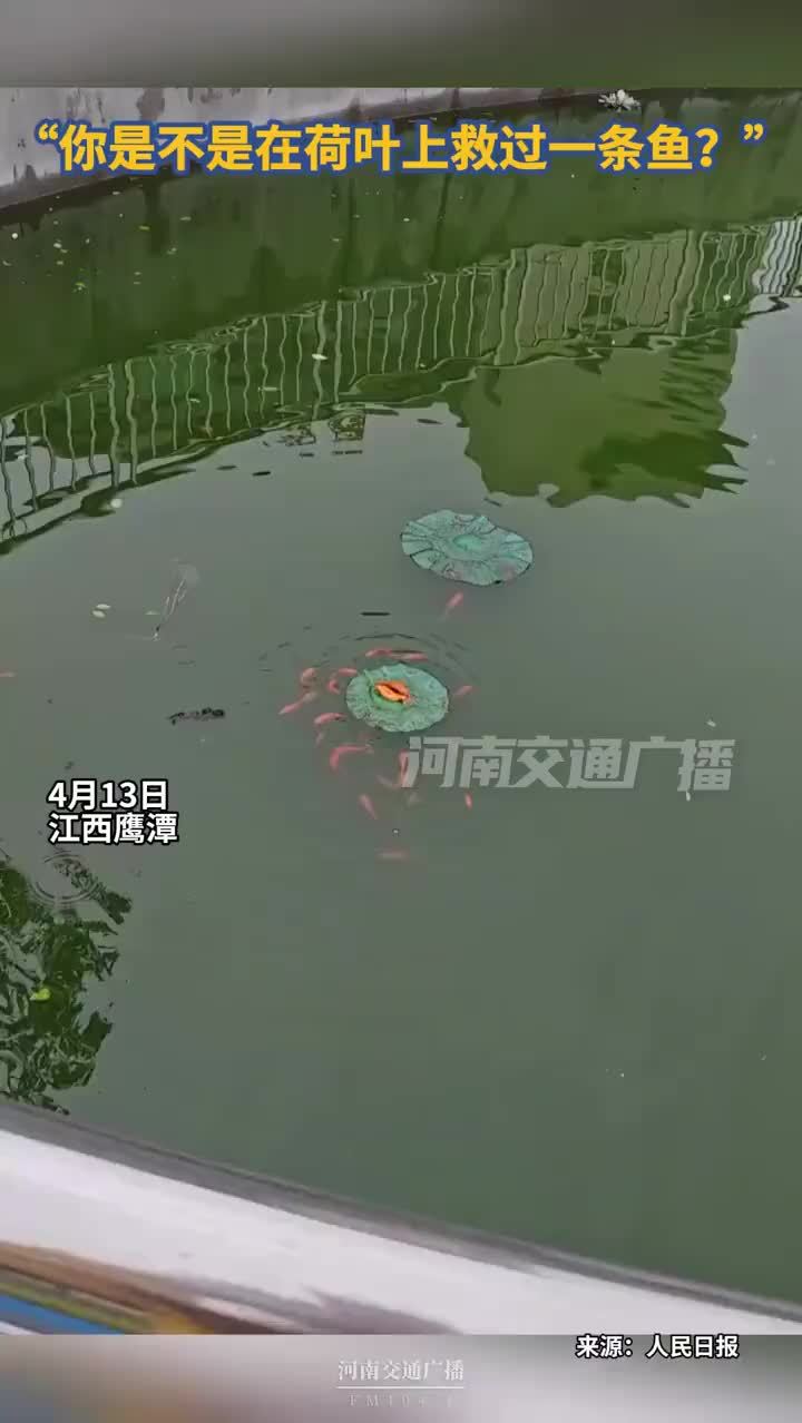 你是不是在荷叶上救过一条鱼