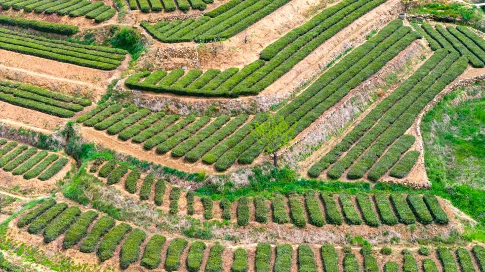 层叠的茶垄顺着山坡铺展。宋强明 摄