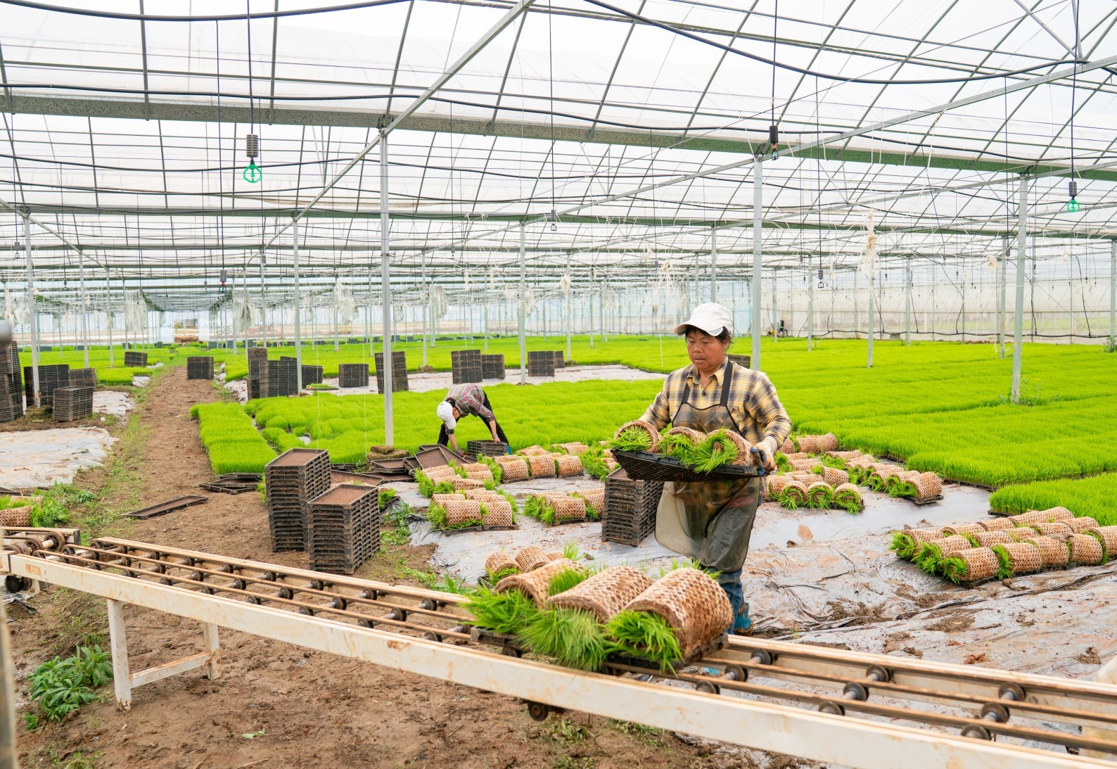 罗坊栽插、姚圩翻耕，新余渝水各地抢抓农时忙春耕