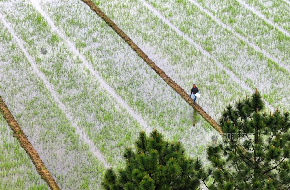 2026年4月15日，江西省吉安市泰和县苏溪镇上彭村，农民正在田间给早稻撒肥管护。