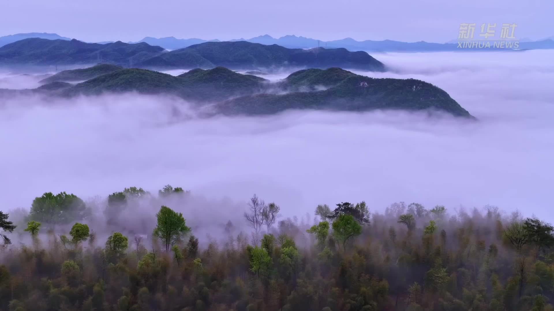 安徽池州：春色尽染映山红