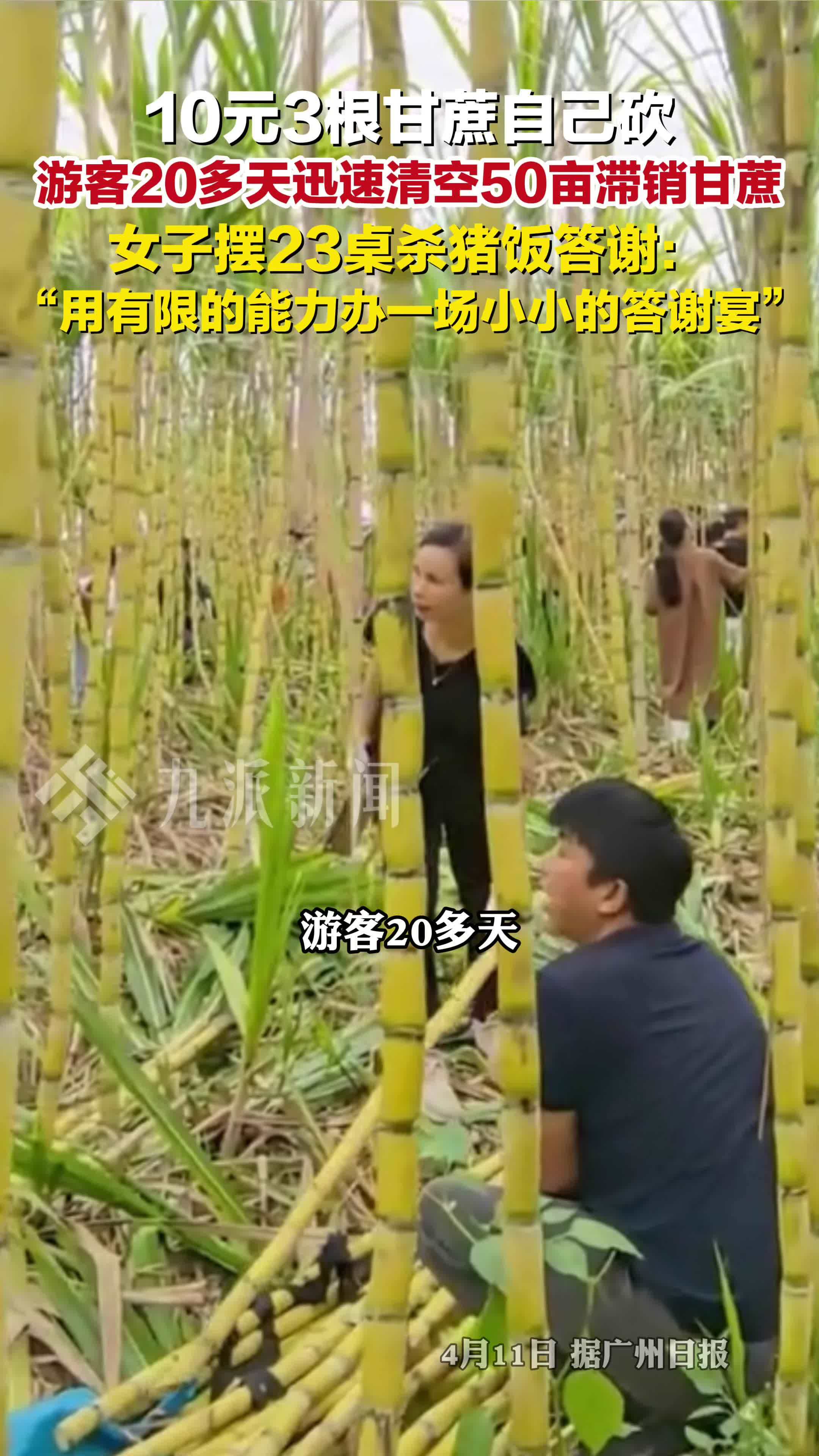 女子摆杀猪饭感谢游客清空50亩甘蔗： 用有限的能力办小的答谢宴