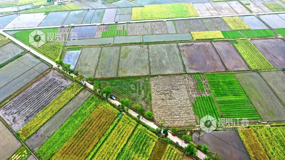 2026年4月14日，江西省遂川县枚江镇田间地头，呈现出一派繁忙有序的春耕景象。