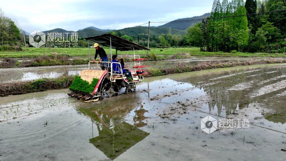 江西分宜：机插早稻秧苗 “绿”动田野（图）
