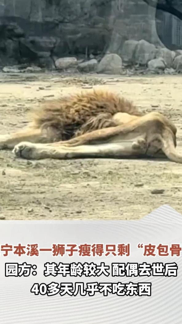辽宁本溪动植物园一狮子瘦得只剩“皮包骨”引关注,园方:其年龄较大,配偶去世后40多天几乎不吃东西_凤凰网视频_凤凰网