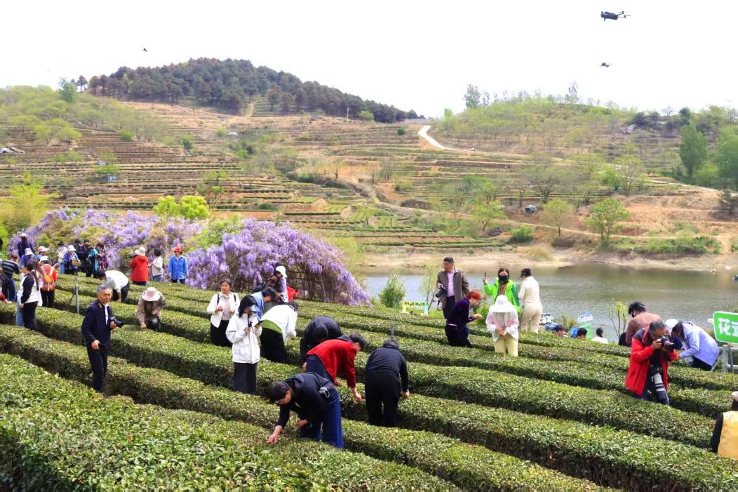 春日茶园里，游人俯身采撷新茶，好一幅春忙画卷。宋金勇 摄