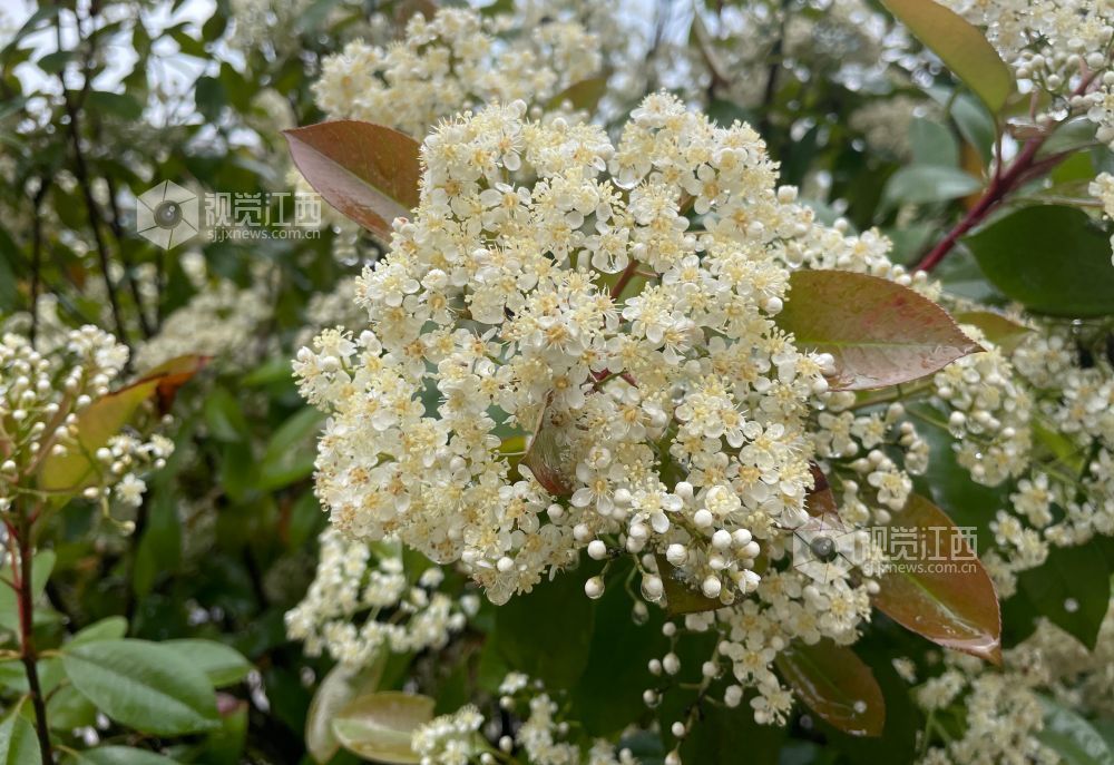 4月13日，江西省吉安市永新县三湾林场文竹分场内，石楠花的花苞与初绽的花朵，在雨后的枝叶间舒展。