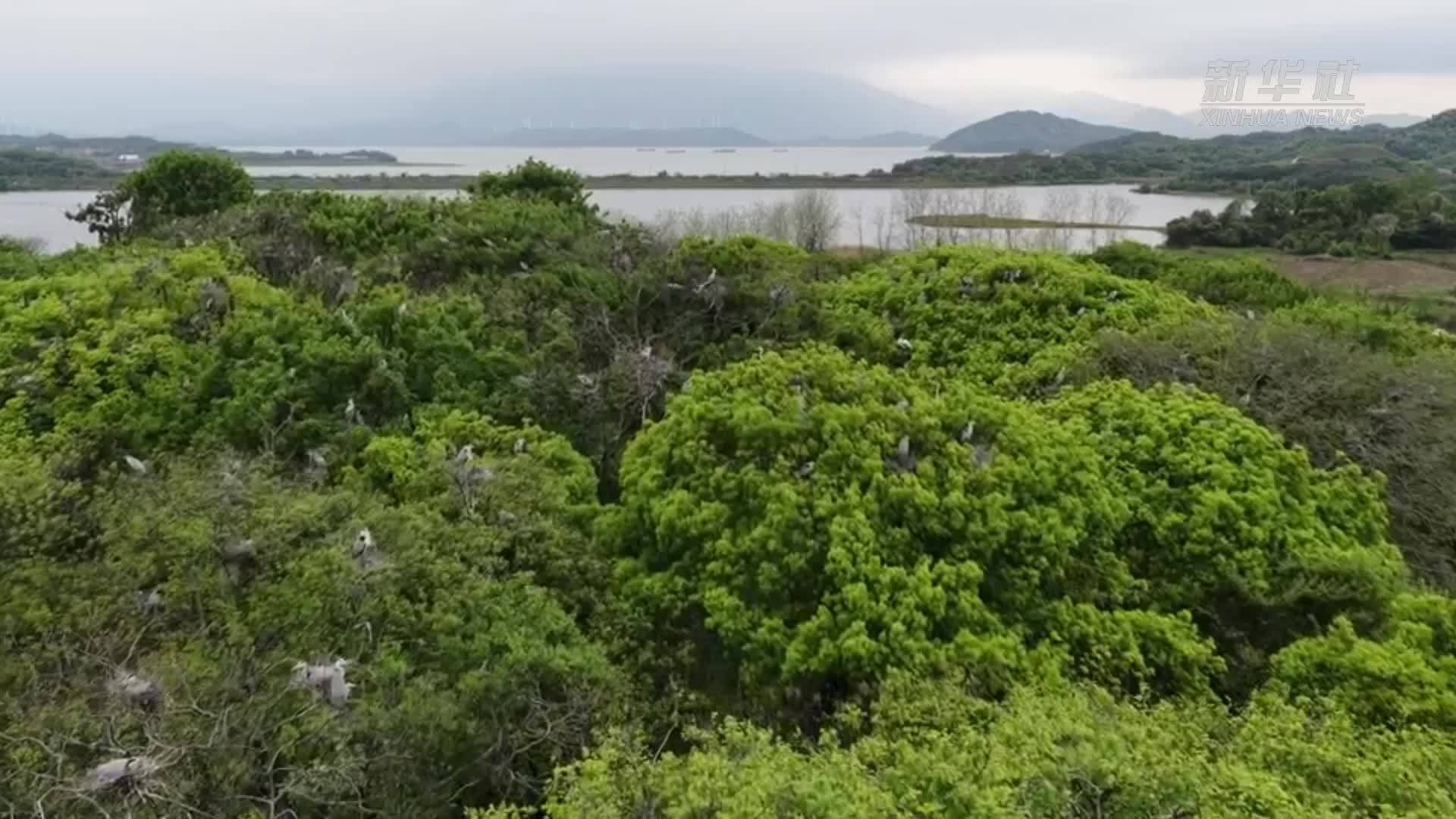 鄱阳湖畔苍鹭进入繁育高峰期