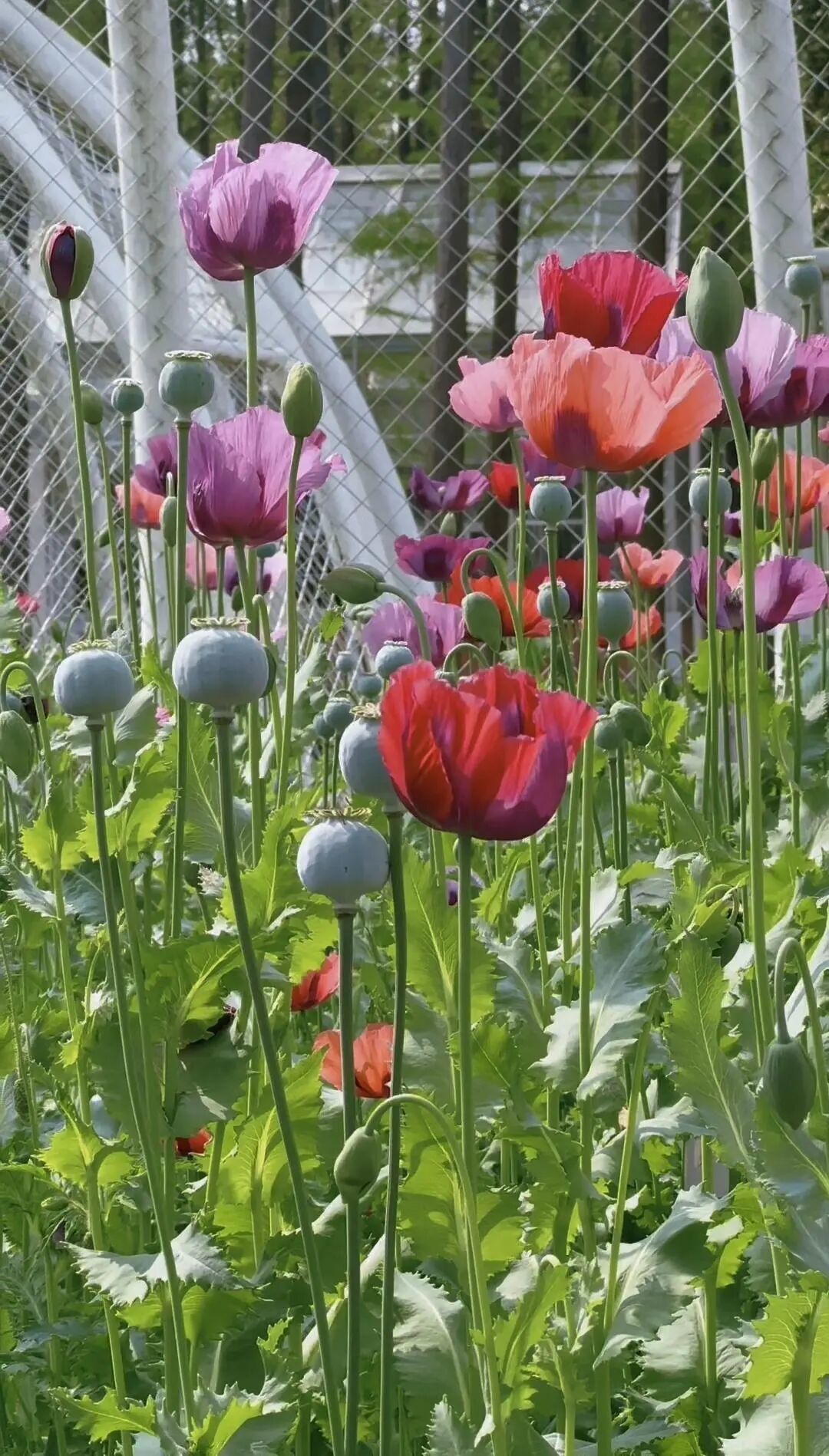 武汉植物园内种植的罂粟。图/受访者提供