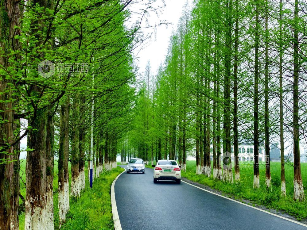 江西分宜：生态公路绘就春日乡野画卷（图）