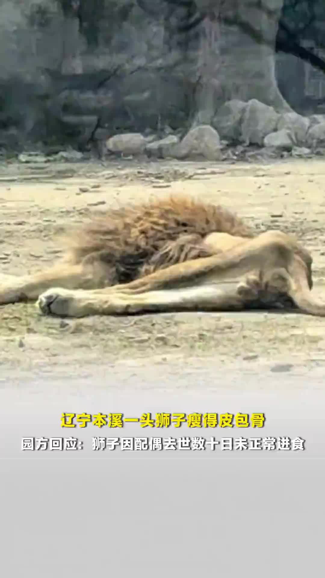 辽宁本溪一头狮子瘦得皮包骨，园方回应：狮子年龄较大，因配偶去世数十日未正常进食