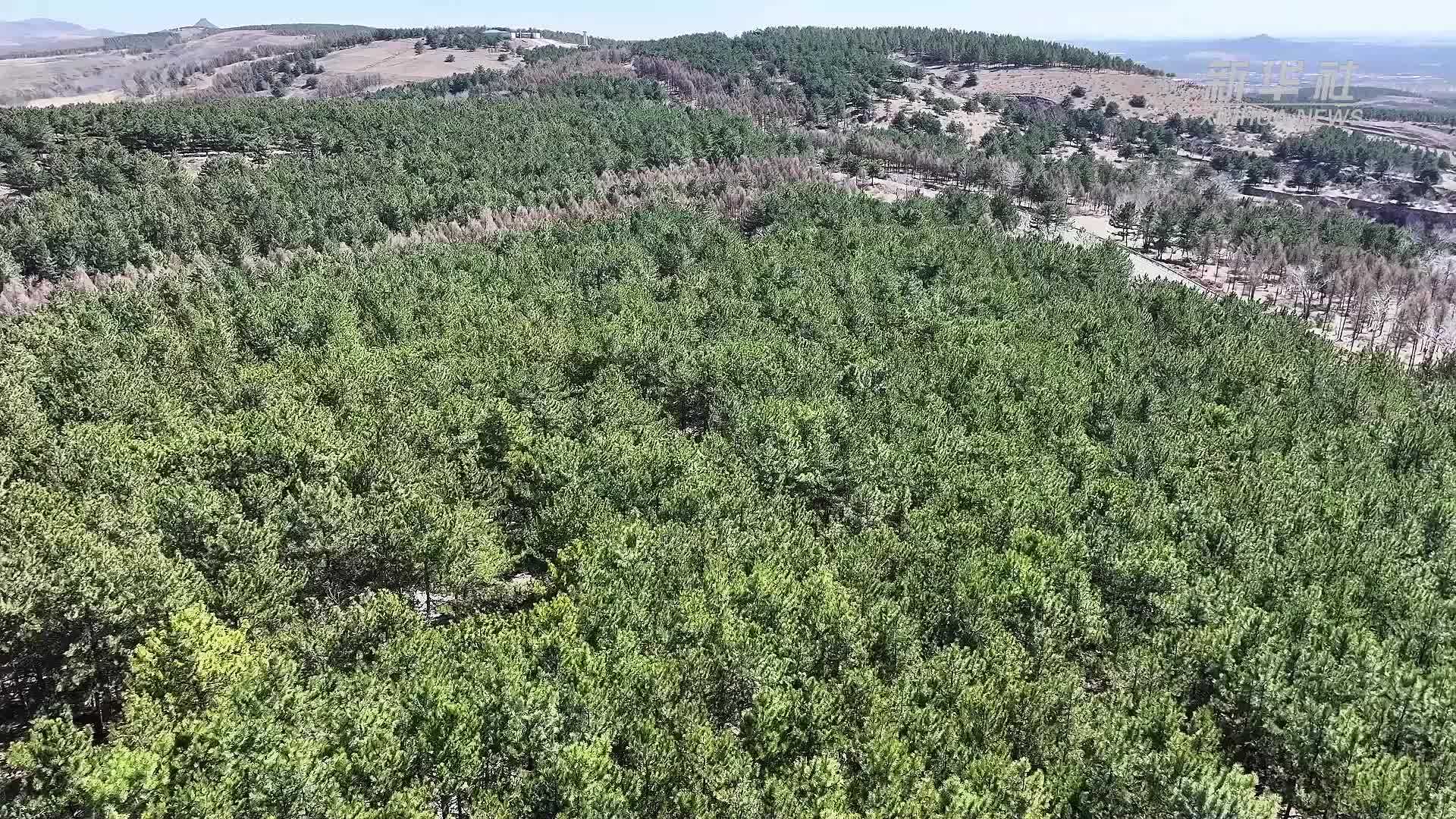 山西右玉：植此青绿 久久为功