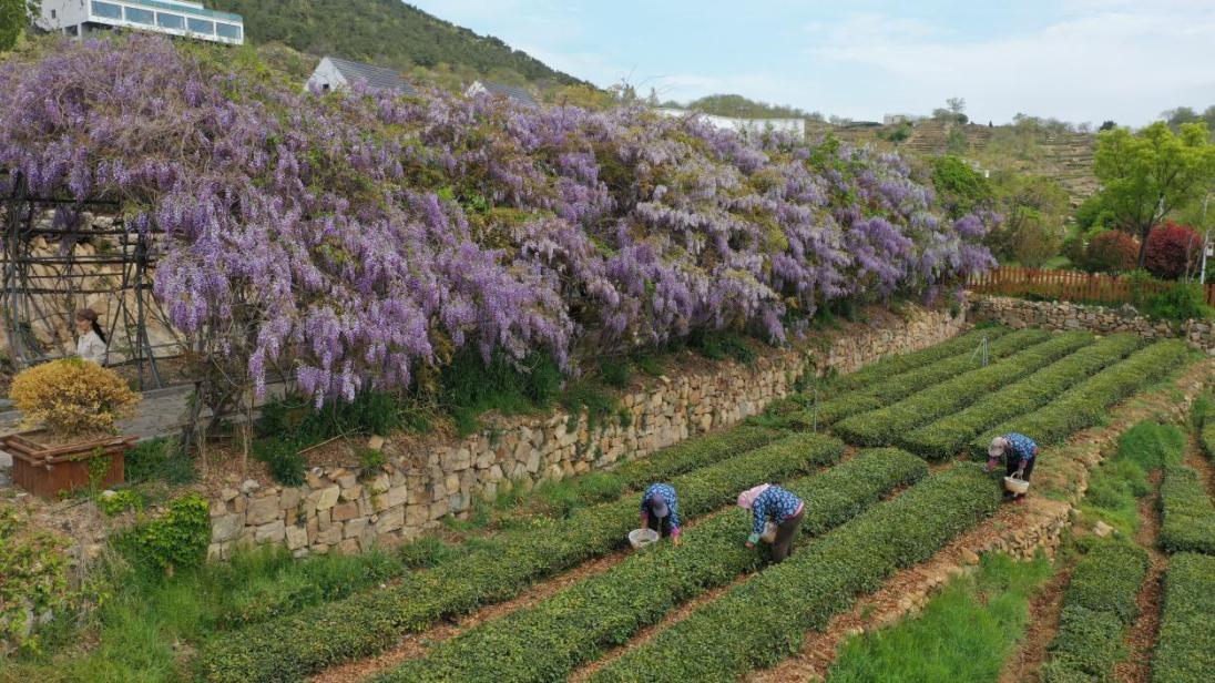 日照春茶进入采摘季 安佰明 摄