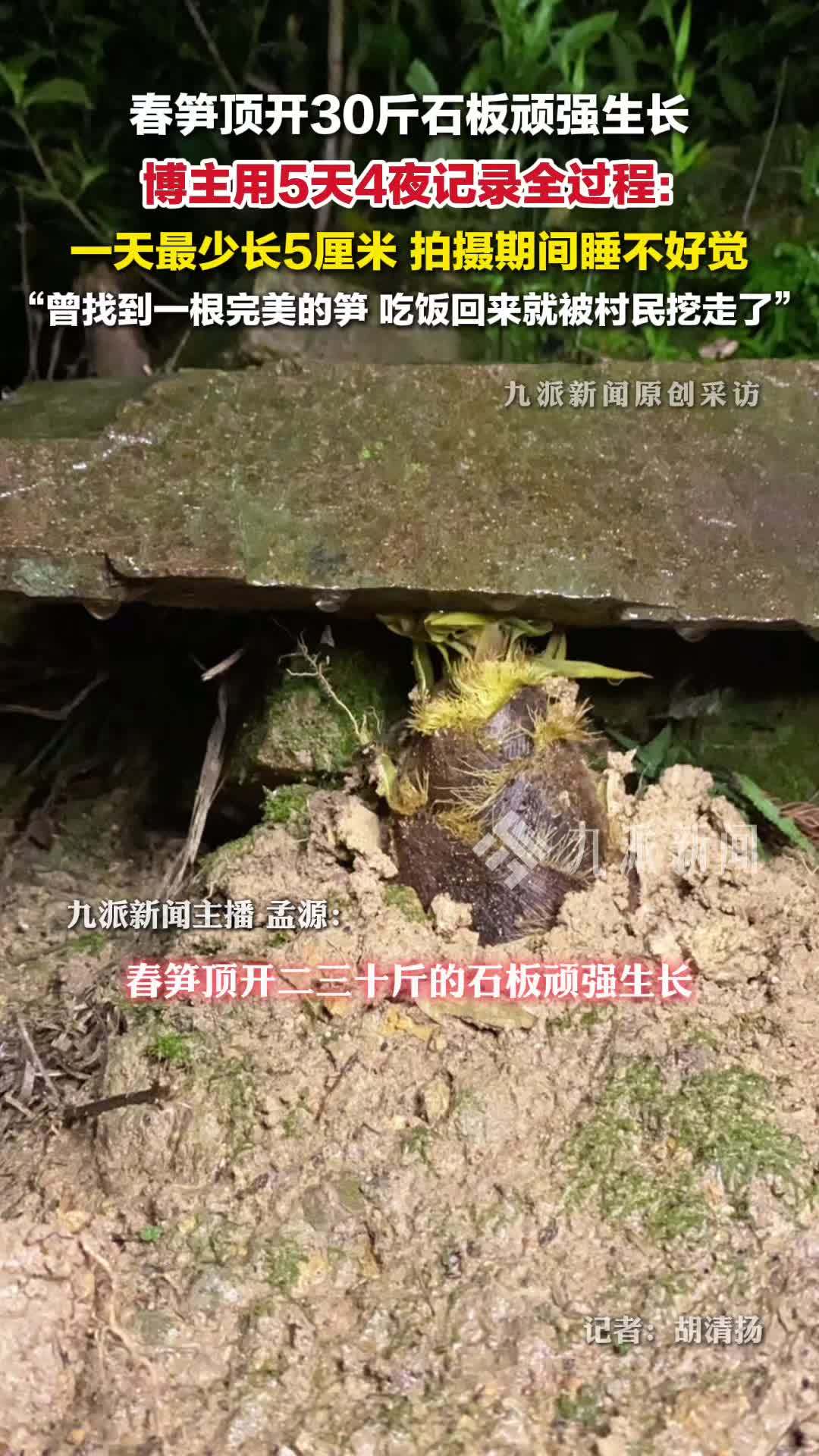 春笋顶开30斤石板顽强生长，博主用5天4夜记录春笋顶开石板