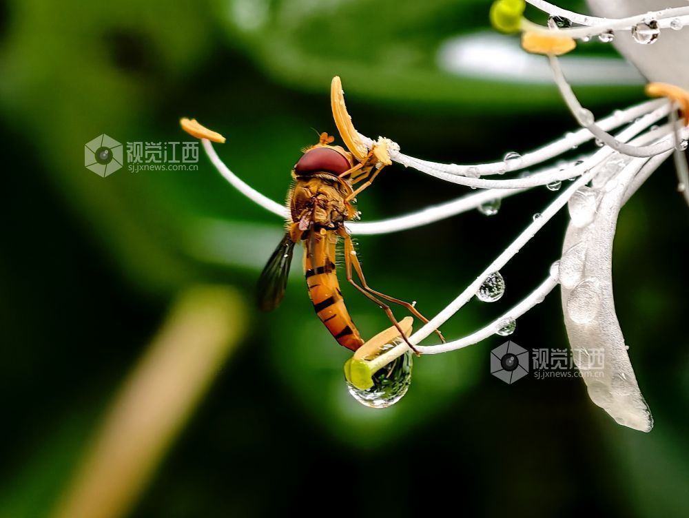 江西分宜：金银花含苞待放 清香满枝头（图）