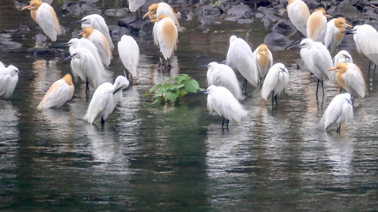 日月湖湿地公园内栖息的牛背鹭、白鹭 （张宏 摄）