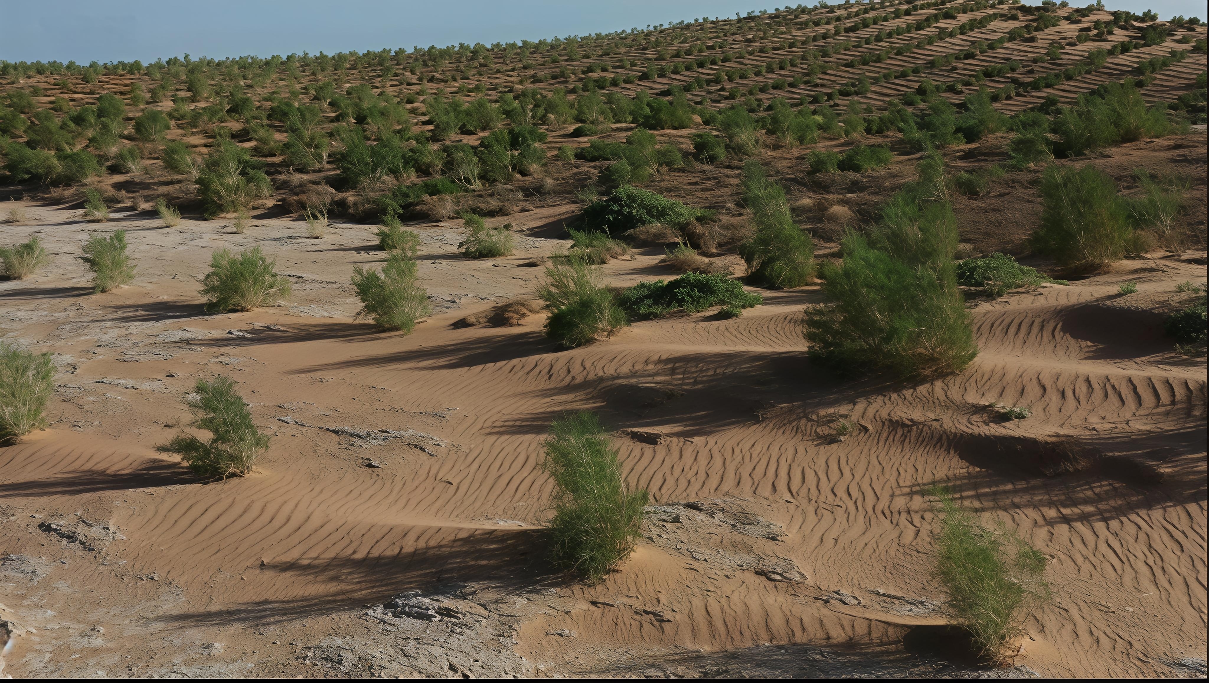 如今的民勤沙漠已经生机勃勃