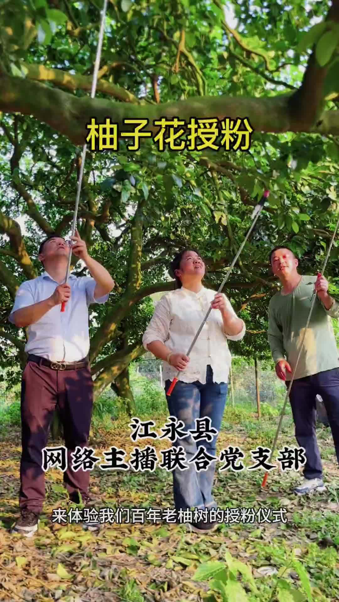 湖南江永县近百年老柚树，你们见过吗
