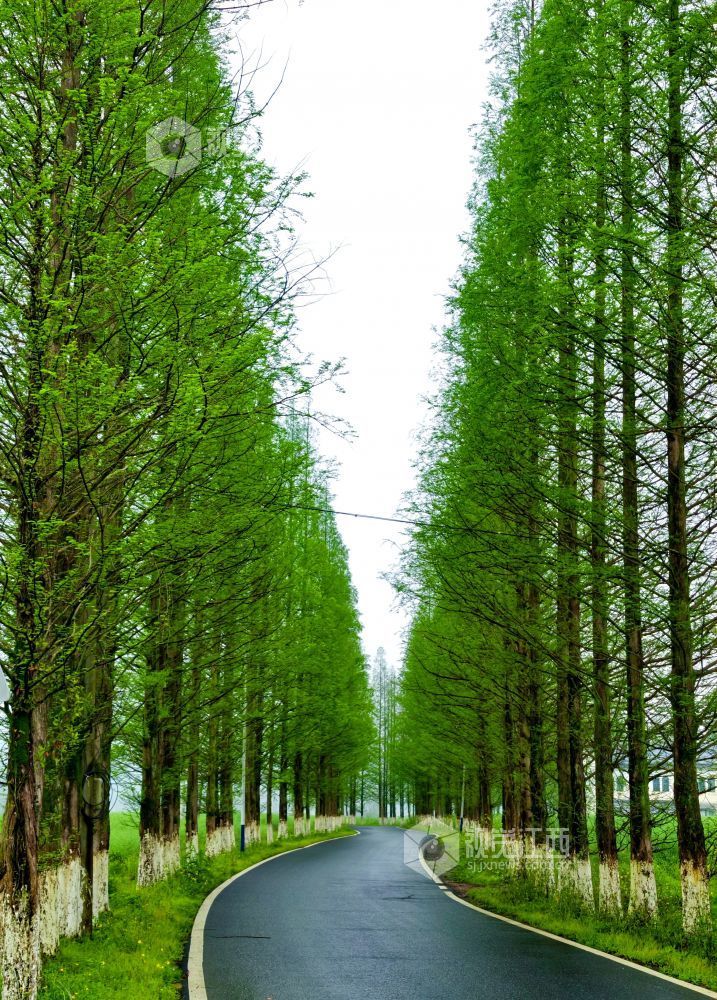 江西分宜：生态公路绘就春日乡野画卷（图）