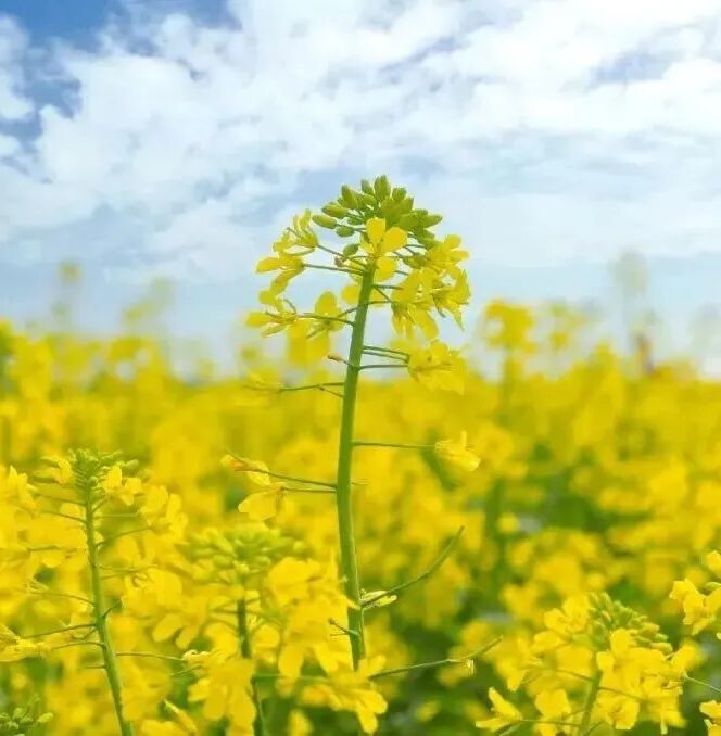 甘肃天祝赏花地图上线　邀您赴一场高原花约