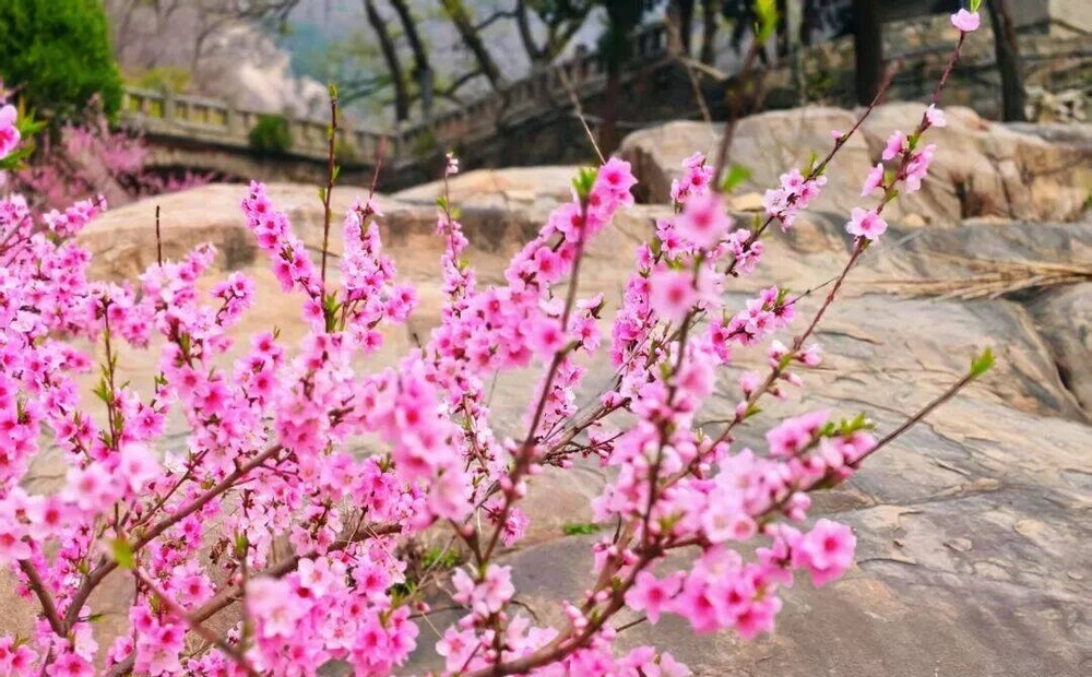 当千年石刻遇上烂漫花海 泰山经石峪绘就最美画卷