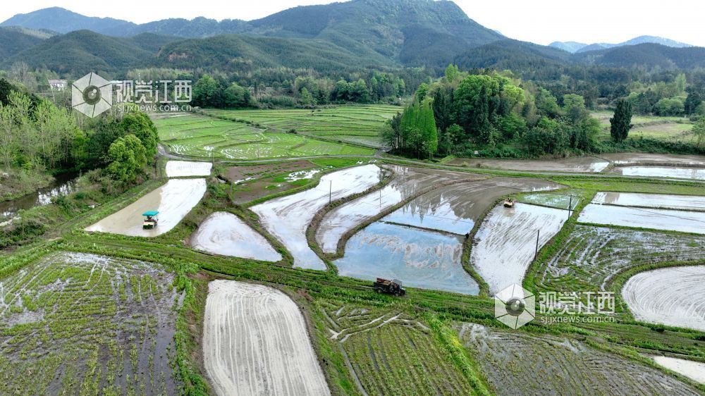 江西分宜：机插早稻秧苗 “绿”动田野（图）