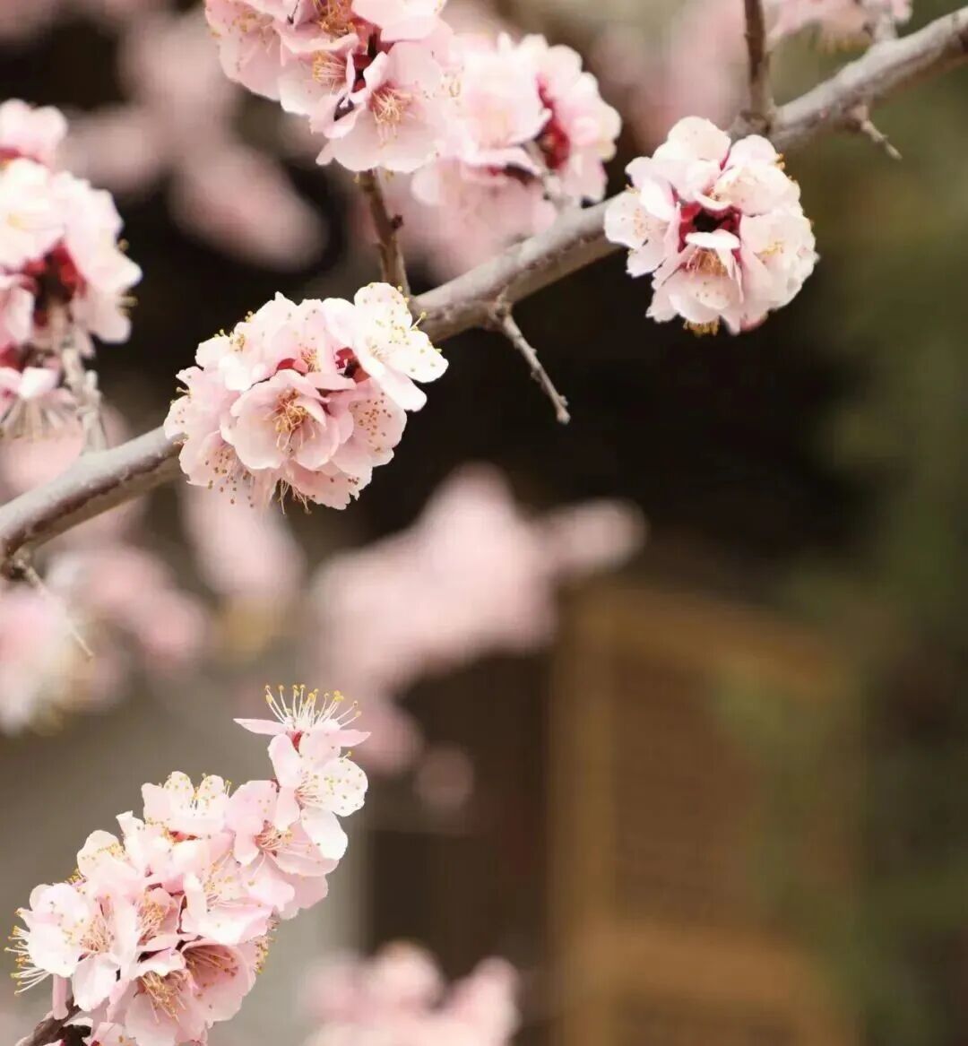 图源：天祝文旅