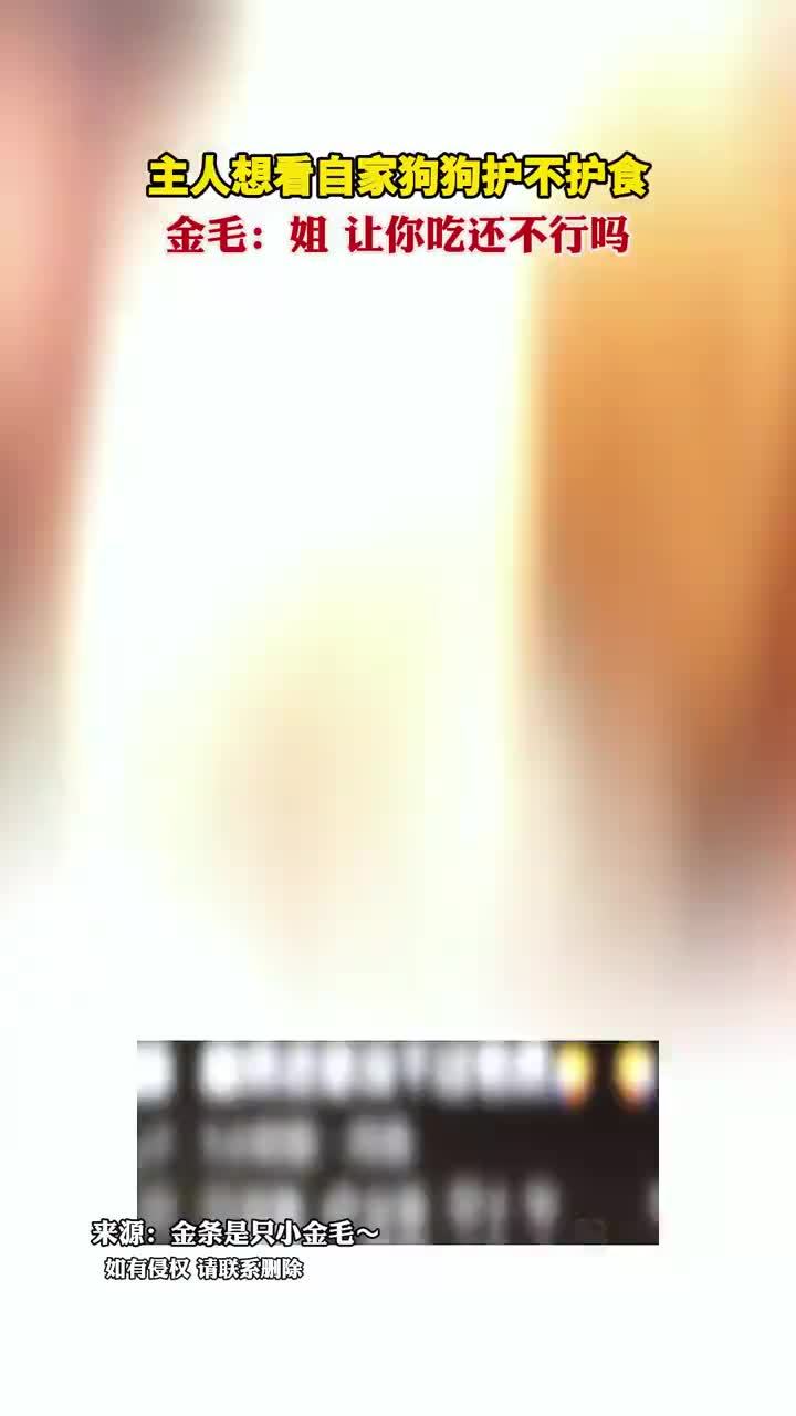 主人测试金毛护不护食狗起身走了