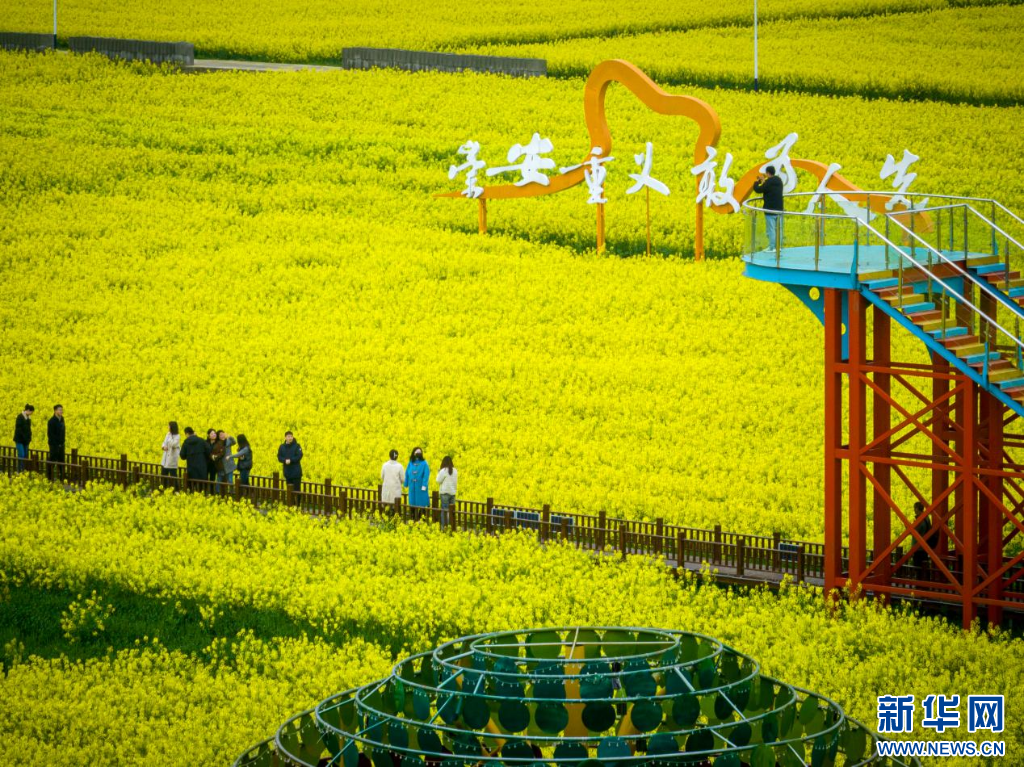 安义县长埠镇江下村油菜花盛开。新华网发