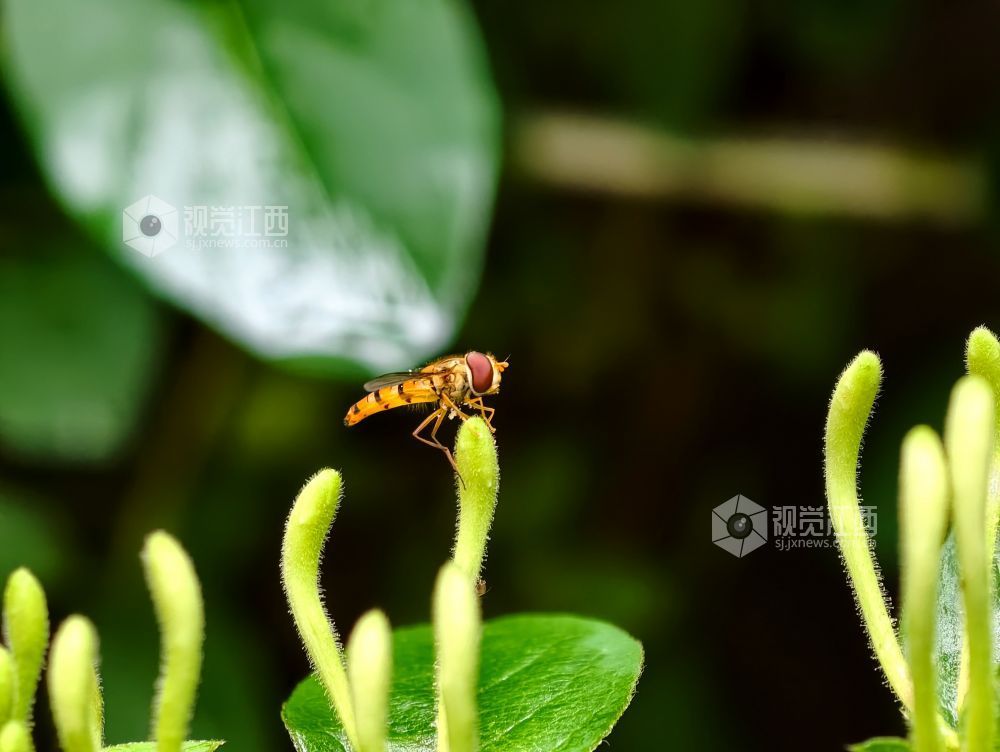 江西分宜：金银花含苞待放 清香满枝头（图）