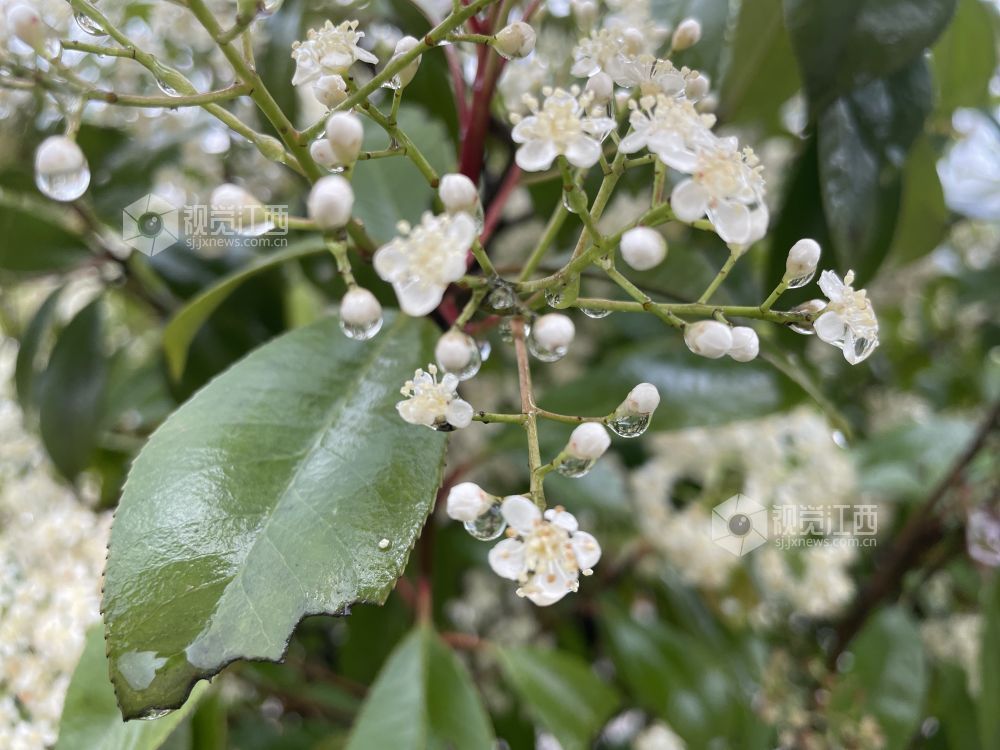 4月13日，江西省吉安市永新县三湾林场文竹分场内，成片的石楠花缀满枝头，呈现出春日林场的良好生态风貌。