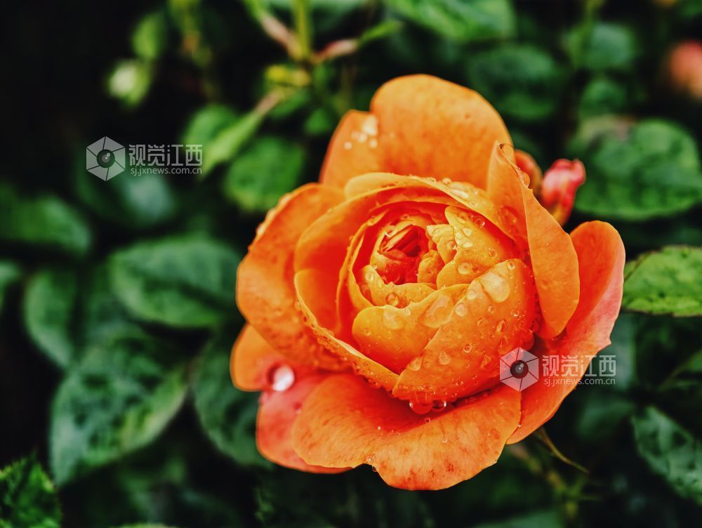 江西分宜：雨中月季盛放 繁花扮靓广场（图）