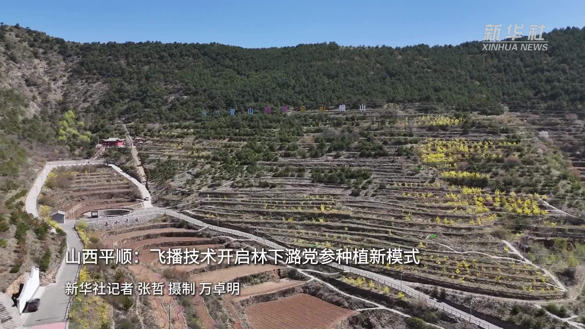 山西平顺：飞播技术开启林下潞党参种植新模式