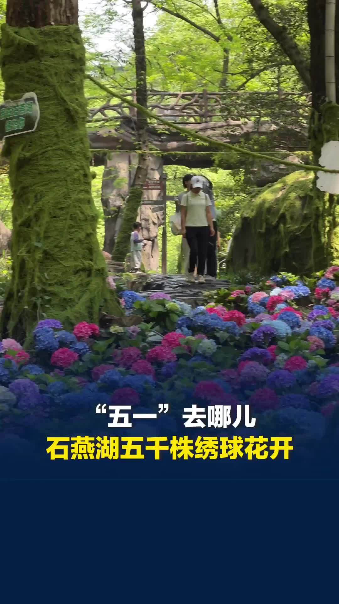 “五一”去哪儿？长沙石燕湖五千株绣球花盛放，坠入无尽夏浪漫梦境