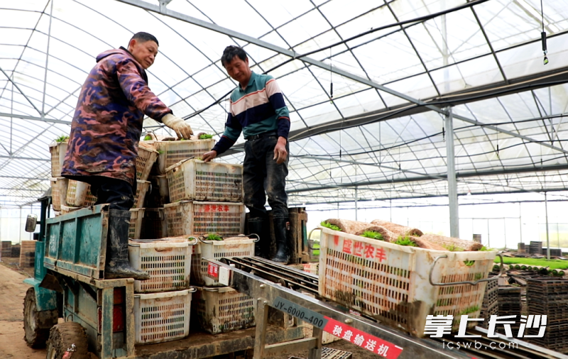 工人们熟练地起秧放上秧盘输送机。