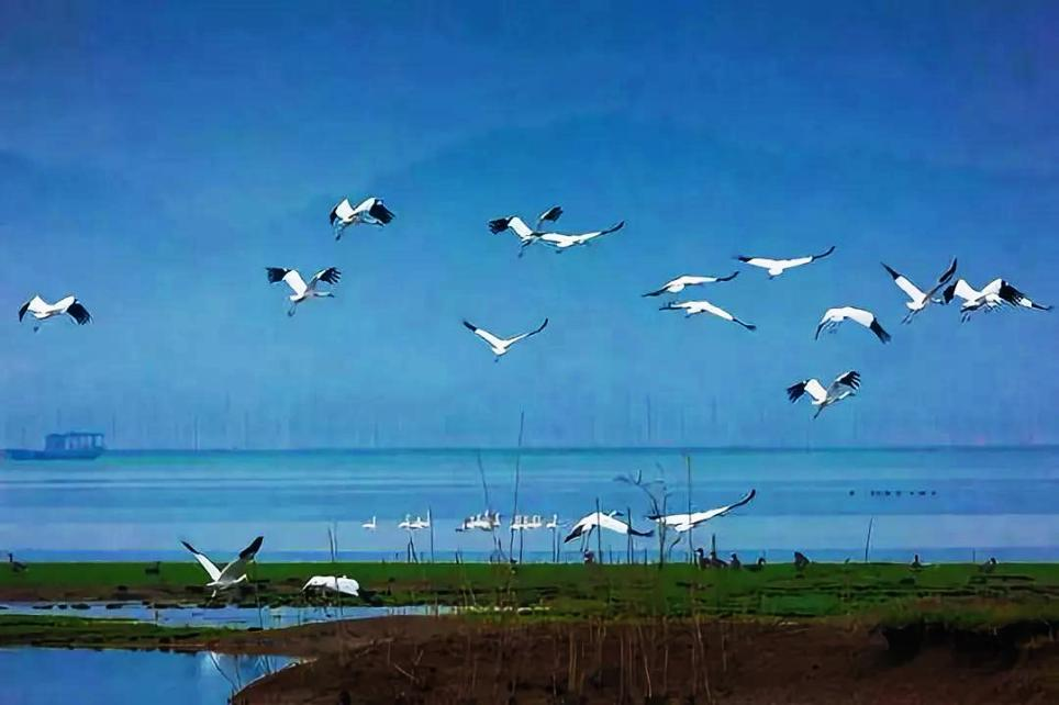 白鹤用翅膀选择了中国 ——余艳六年追鹤的生命书写