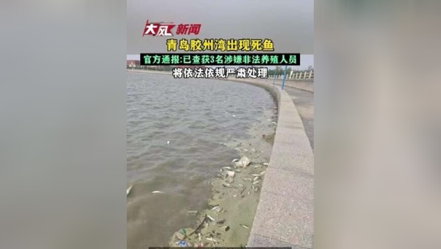 青岛胶州湾出现死鱼 官方通报：已查获3名涉嫌非法养殖人员，将依法依规严肃处理