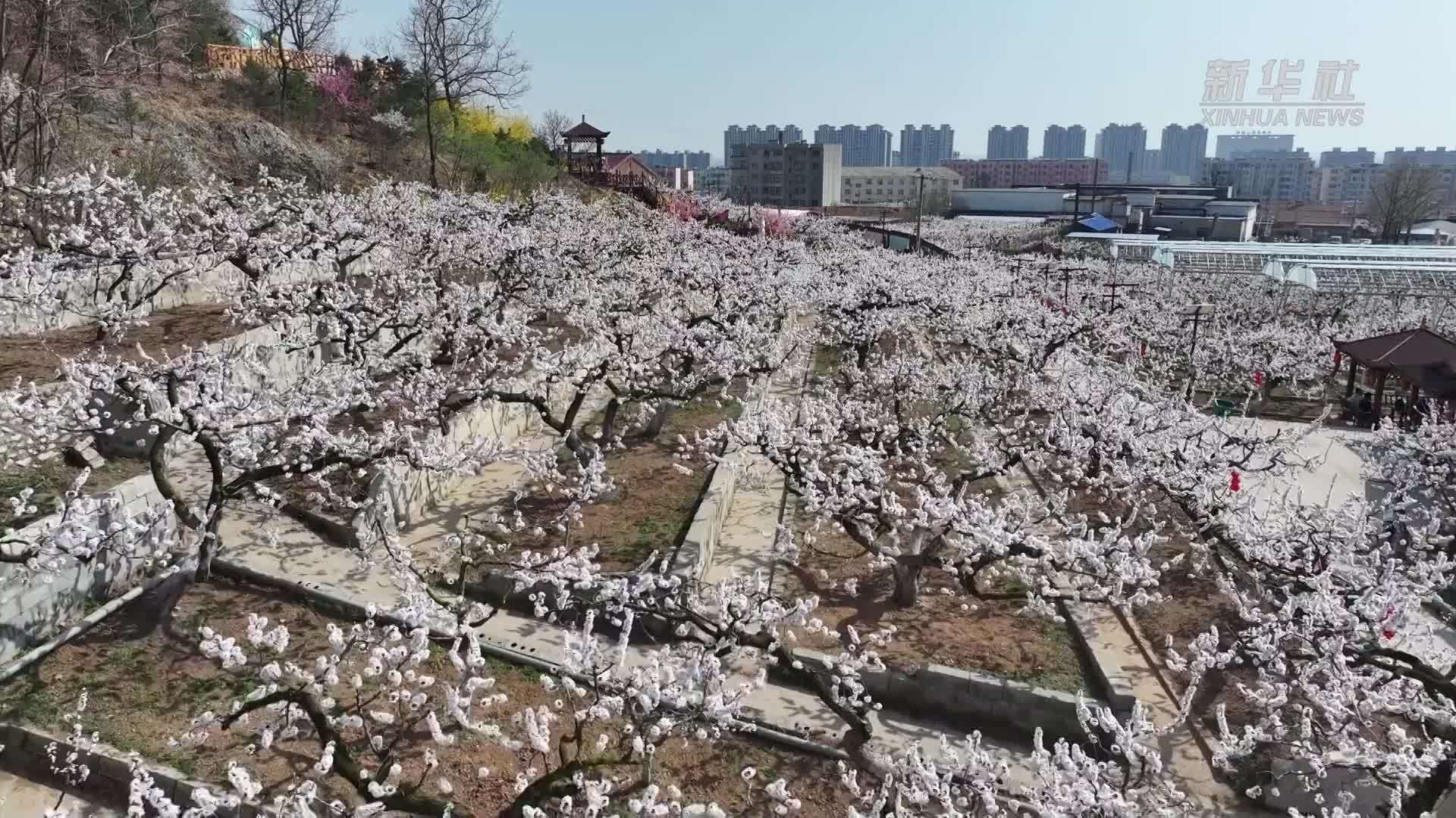 辽宁多地“借花”推动文旅产业化发展