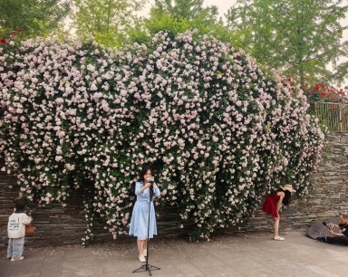 武汉满城蔷薇喷香水